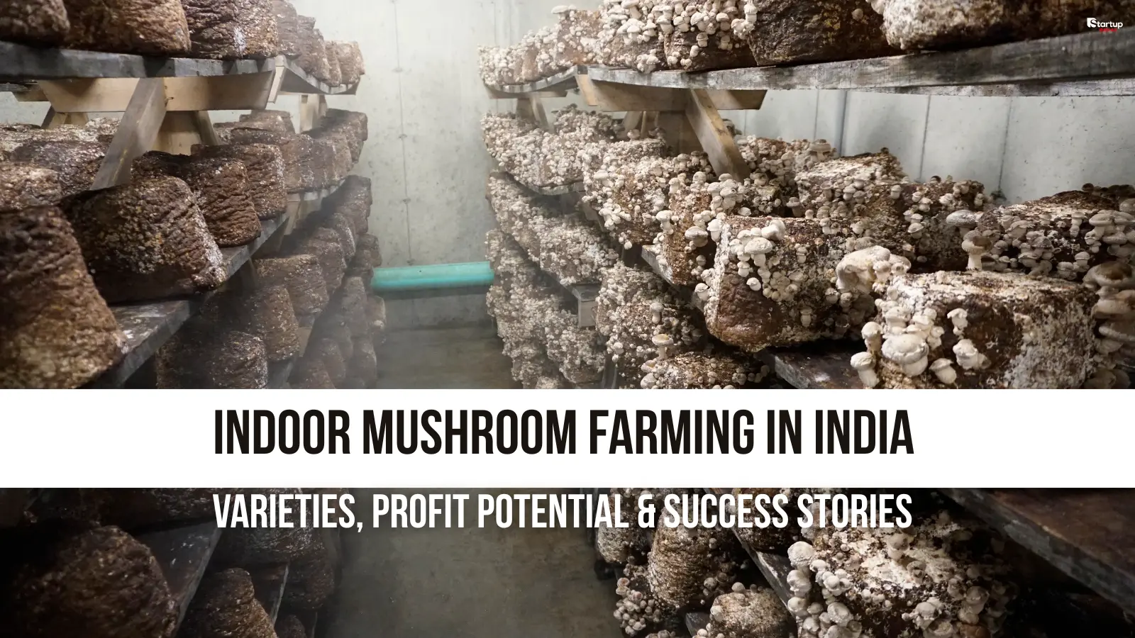 Indoor Mushroom Farming in India 5 Varieties, Profit Potential & Success Stories Indoor Mushroom Farming in India 5 Varieties, Profit Potential & Success Stories