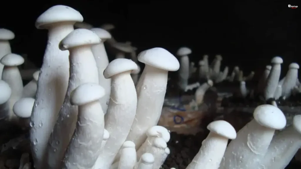 Milky Mushrooms
