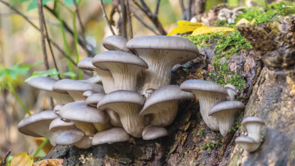 Oyster Mushrooms