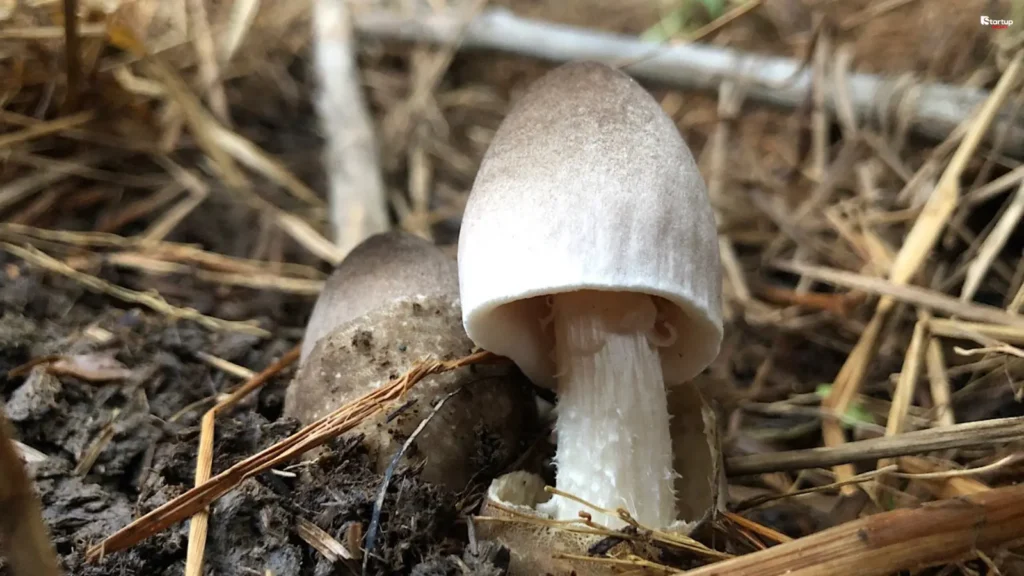 Paddy Straw Mushrooms