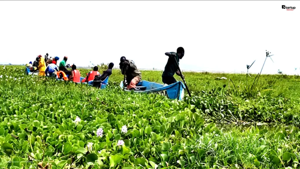 Local fishermen harvesting water hyacinth from Lake Naivasha for HyaPak biodegradable plastic production